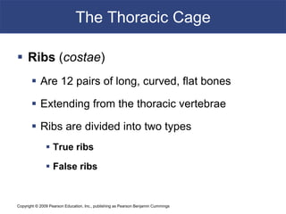 Copyright © 2009 Pearson Education, Inc., publishing as Pearson Benjamin Cummings
The Thoracic Cage
 Ribs (costae)
 Are 12 pairs of long, curved, flat bones
 Extending from the thoracic vertebrae
 Ribs are divided into two types
 True ribs
 False ribs
 