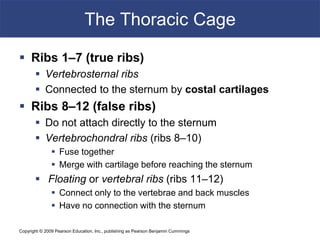 Copyright © 2009 Pearson Education, Inc., publishing as Pearson Benjamin Cummings
The Thoracic Cage
 Ribs 1–7 (true ribs)
 Vertebrosternal ribs
 Connected to the sternum by costal cartilages
 Ribs 8–12 (false ribs)
 Do not attach directly to the sternum
 Vertebrochondral ribs (ribs 8–10)
 Fuse together
 Merge with cartilage before reaching the sternum
 Floating or vertebral ribs (ribs 11–12)
 Connect only to the vertebrae and back muscles
 Have no connection with the sternum
 