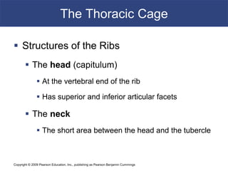 Copyright © 2009 Pearson Education, Inc., publishing as Pearson Benjamin Cummings
The Thoracic Cage
 Structures of the Ribs
 The head (capitulum)
 At the vertebral end of the rib
 Has superior and inferior articular facets
 The neck
 The short area between the head and the tubercle
 