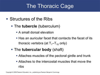 Copyright © 2009 Pearson Education, Inc., publishing as Pearson Benjamin Cummings
The Thoracic Cage
 Structures of the Ribs
 The tubercle (tuberculum)
 A small dorsal elevation
 Has an auricular facet that contacts the facet of its
thoracic vertebra (at T1–T10 only)
 The tubercular body (shaft)
 Attaches muscles of the pectoral girdle and trunk
 Attaches to the intercostal muscles that move the
ribs
 