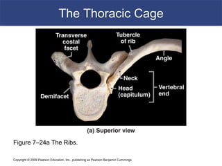 Copyright © 2009 Pearson Education, Inc., publishing as Pearson Benjamin Cummings
The Thoracic Cage
Figure 7–24a The Ribs.
 