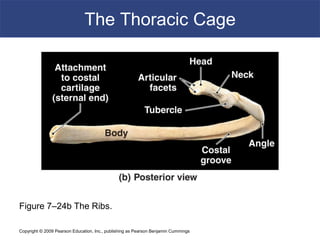 Copyright © 2009 Pearson Education, Inc., publishing as Pearson Benjamin Cummings
The Thoracic Cage
Figure 7–24b The Ribs.
 