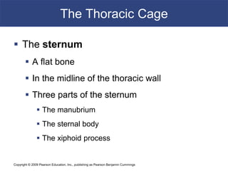 Copyright © 2009 Pearson Education, Inc., publishing as Pearson Benjamin Cummings
The Thoracic Cage
 The sternum
 A flat bone
 In the midline of the thoracic wall
 Three parts of the sternum
 The manubrium
 The sternal body
 The xiphoid process
 