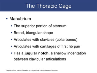 Copyright © 2009 Pearson Education, Inc., publishing as Pearson Benjamin Cummings
The Thoracic Cage
 Manubrium
 The superior portion of sternum
 Broad, triangular shape
 Articulates with clavicles (collarbones)
 Articulates with cartilages of first rib pair
 Has a jugular notch, a shallow indentation
between clavicular articulations
 