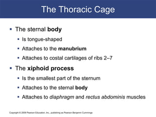 Copyright © 2009 Pearson Education, Inc., publishing as Pearson Benjamin Cummings
The Thoracic Cage
 The sternal body
 Is tongue-shaped
 Attaches to the manubrium
 Attaches to costal cartilages of ribs 2–7
 The xiphoid process
 Is the smallest part of the sternum
 Attaches to the sternal body
 Attaches to diaphragm and rectus abdominis muscles
 