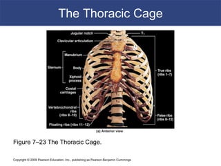 Copyright © 2009 Pearson Education, Inc., publishing as Pearson Benjamin Cummings
The Thoracic Cage
Figure 7–23 The Thoracic Cage.
 