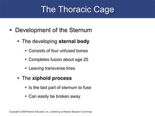 Copyright © 2009 Pearson Education, Inc., publishing as Pearson Benjamin Cummings
The Thoracic Cage
 Development of the Sternum
 The developing sternal body
 Consists of four unfused bones
 Completes fusion about age 25
 Leaving transverse lines
 The xiphoid process
 Is the last part of sternum to fuse
 Can easily be broken away
 
