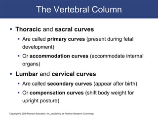 Copyright © 2009 Pearson Education, Inc., publishing as Pearson Benjamin Cummings
The Vertebral Column
 Thoracic and sacral curves
 Are called primary curves (present during fetal
development)
 Or accommodation curves (accommodate internal
organs)
 Lumbar and cervical curves
 Are called secondary curves (appear after birth)
 Or compensation curves (shift body weight for
upright posture)
 