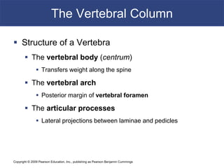 Copyright © 2009 Pearson Education, Inc., publishing as Pearson Benjamin Cummings
The Vertebral Column
 Structure of a Vertebra
 The vertebral body (centrum)
 Transfers weight along the spine
 The vertebral arch
 Posterior margin of vertebral foramen
 The articular processes
 Lateral projections between laminae and pedicles
 