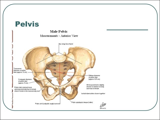 Comprehensive Vertebral Column Anatomy, MDIRT Nchanji Nkeh Keneth