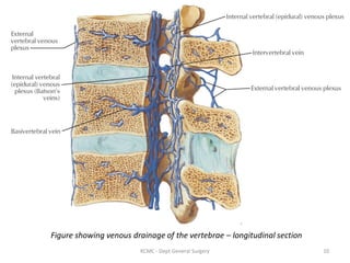 Figure showing venous drainage of the vertebrae – longitudinal section
10
KCMC - Dept General Surgery
 