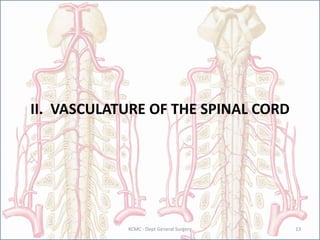 II. VASCULATURE OF THE SPINAL CORD
13
KCMC - Dept General Surgery
 