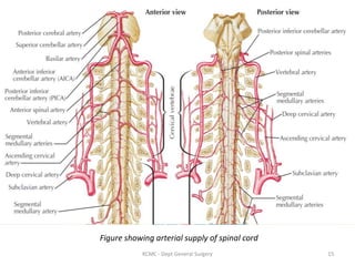Figure showing arterial supply of spinal cord
15
KCMC - Dept General Surgery
 