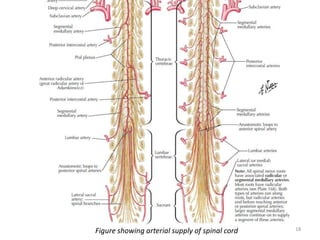 Figure showing arterial supply of spinal cord 18
 
