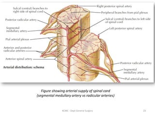 Figure showing arterial supply of spinal cord
(segmental medullary artery vs radicular arteries)
23
KCMC - Dept General Surgery
 