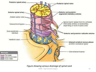 Figure showing venous drainage of spinal cord
25
KCMC - Dept General Surgery
 