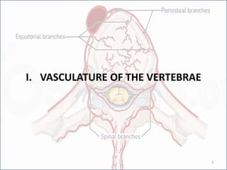 I. VASCULATURE OF THE VERTEBRAE
3
 