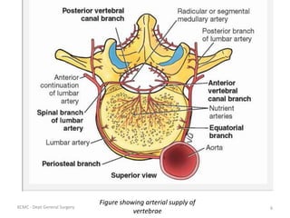 Figure showing arterial supply of
vertebrae
6
KCMC - Dept General Surgery
 