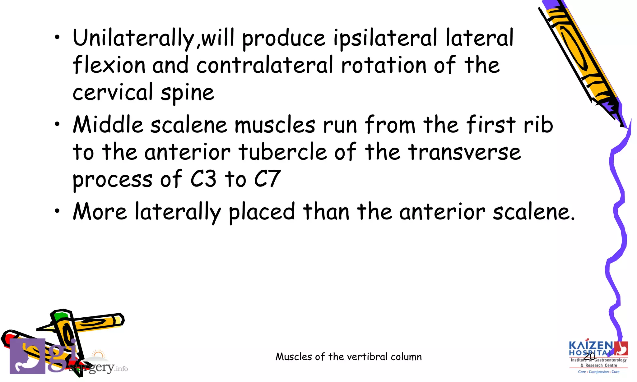 Muscles of the Vertebral Column | PDF