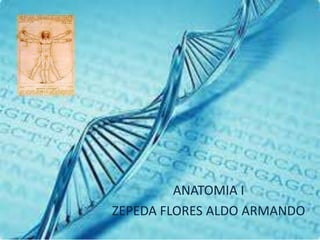 VERTEBRAS



         ANATOMIA I
ZEPEDA FLORES ALDO ARMANDO
 