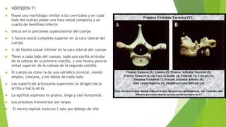  VÉRTEBTA T1 
 Posee una morfología similar a las cervicales y en cada 
lado del cuerpo posee una fosa costal completa y un 
cuarto de hemifosa inferior. 
 Uncus en la porciones superolateral del cuerpo 
 1 faceta costal completa superior en la cara lateral del 
cuerpo 
 ¼ de faceta costal inferior en la cara lateral del cuerpo 
 Tiene a cada lado del cuerpo, toda una carilla articular 
de la cabeza de la primera costilla, y una faceta para la 
mitad superior de la cabeza de la segunda costilla. 
 El cuerpo es como la de una vértebra cervical, siendo 
amplio, cóncava, y los labios de cada lado. 
 Las superficies articulares superiores se dirigen hacia 
arriba y hacia atrás 
 La apófisis espinosa es gruesa, larga y casi horizontal. 
 Los procesos transversos son largos 
 El nervio espinal torácico 1 sale por debajo de ella 
 