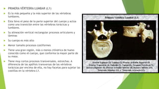 PRIMERA VÉRTEBRA LUMBAR (L1) 
 Es la más pequeña y la más superior de las vértebras 
lumbares. 
 Esta lleva el peso de la parte superior del cuerpo y actúa 
como una transición entre las vértebras torácicas y 
lumbares. 
 Su alineación vertical rectangular procesos articulares y 
láminas 
 Su cuerpo es más alto 
 Menor tamaño procesos costiformes 
 Tiene una gran región, más o menos cilíndrica de hueso 
conocido como el cuerpo, que conforma la mayor parte de 
su masa. 
 Tiene muy cortos procesos transversales, estrechas. A 
diferencia de las apófisis transversas de las vértebras 
torácicas por encima de ella, no hay facetas para sujetar las 
costillas en la vértebra L1. 
