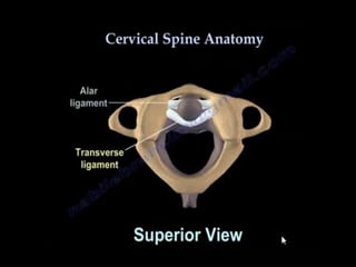 Fosita dental Faceta articular superior 
Divide en dos 
mitades el agujero 
vertebrar. 
Una anterior menor 
que contiene el 
proceso ondontoides 
del axis o epístrofe. 
Una posterior 
mayor: por donde 
pasa la medula 
espinal y demás 
elementos 
mencionados en el 
agujero magnum. 
 