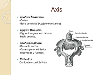 Axis 
 Apófisis Transversa. 
-Cortas 
-Base perforada (Agujero transverso) 
 Agujero Raquídeo. 
-Figura triangular con la base 
hacia delante. 
 Apófisis Espinosa. 
-Bastante ancha 
-Cara superior e inferior 
excavadas y rugosas. 
 Pedículos. 
-Confunden con Láminas. 
 