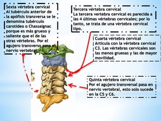 Tercera vértebra cervical 
La tercera vertebra cervical es parecida a 
las 4 últimas vértebras cervicales; por lo 
tanto, se trata de una vértebra cervical 
tipo. 
Cuarta vértebra cervical 
Articula con la vértebra cervical 
C3. Las vértebras cervicales son 
las menos gruesas y las de mayor 
movilidad. 
Quinta vértebra cervical 
Por el agujero transversal pasa en 
nervio vertebral, esto solo sucede 
en la C5 y C6. 
Sexta vértebra cervical 
Al tubérculo anterior de 
la apófisis transversa se le 
denomina tubérculo 
carotideo o Chassaignac 
porque es más grueso y 
saliente que el de las 
otras vértebras. Por el 
agujero transverso pasa el 
nervio vertebral. 
 