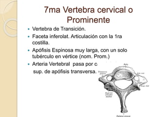 7ma Vertebra cervical o 
Prominente 
 Vertebra de Transición. 
 Faceta inferolat. Articulación con la 1ra 
costilla. 
 Apófisis Espinosa muy larga, con un solo 
tubérculo en vértice (nom. Prom.) 
 Arteria Vertebral pasa por canal de la cara 
sup. de apófisis transversa. 
 