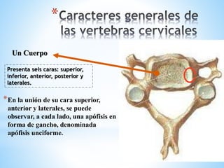 * 
Un Cuerpo 
Presenta seis caras: superior, 
inferior, anterior, posterior y 
laterales. 
*En la unión de su cara superior, 
anterior y laterales, se puede 
observar, a cada lado, una apófisis en 
forma de gancho, denominada 
apófisis unciforme. 
 