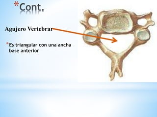 * 
Agujero Vertebrar 
*Es triangular con una ancha 
base anterior 
 