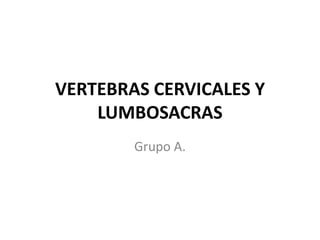 VERTEBRAS CERVICALES Y LUMBOSACRAS Grupo A. 