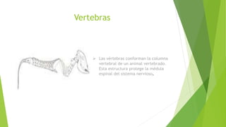 Vertebras del animal | PPTX