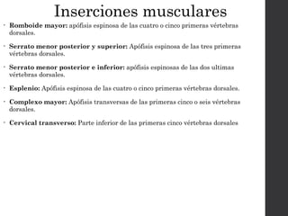 Inserciones musculares 
• Romboide mayor: apófisis espinosa de las cuatro o cinco primeras vértebras 
dorsales. 
• Serrato menor posterior y superior: Apófisis espinosa de las tres primeras 
vértebras dorsales. 
• Serrato menor posterior e inferior: apófisis espinosas de las dos ultimas 
vértebras dorsales. 
• Esplenio: Apófisis espinosa de las cuatro o cinco primeras vértebras dorsales. 
• Complexo mayor: Apófisis transversas de las primeras cinco o seis vértebras 
dorsales. 
• Cervical transverso: Parte inferior de las primeras cinco vértebras dorsales 
