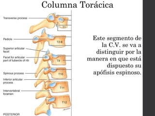 Columna Torácica 
Este segmento de 
la C.V. se va a 
distinguir por la 
manera en que está 
dispuesto su 
apófisis espinoso. 
 