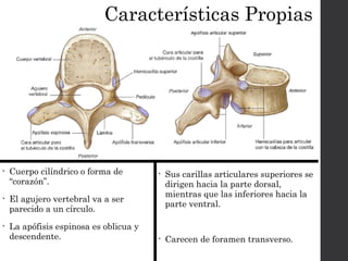 Características Propias 
• Cuerpo cilíndrico o forma de 
“corazón”. 
• El agujero vertebral va a ser 
parecido a un círculo. 
• La apófisis espinosa es oblicua y 
descendente. 
• Sus carillas articulares superiores se 
dirigen hacia la parte dorsal, 
mientras que las inferiores hacia la 
parte ventral. 
• Carecen de foramen transverso. 
 