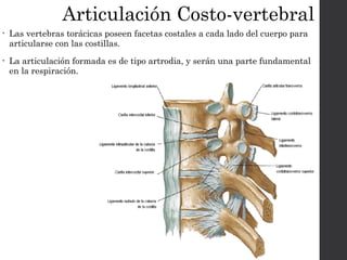 Articulación Costo-vertebral 
• Las vertebras torácicas poseen facetas costales a cada lado del cuerpo para 
articularse con las costillas. 
• La articulación formada es de tipo artrodia, y serán una parte fundamental 
en la respiración. 
 