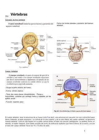 1
TP2:
Concepto de Arco vertebral
Forma los limites laterales y posterior del foramen
vertebral.
Cuerpo Vertebral
- Ocupa la parte anterior del hueso,
- Forma: cilindro elíptico,
- Tiene dos caras planas intervertebrales: Planas y
horizontales, cubiertas por cartílago hialino y rodeadas por las
epífisis anular.
- Función: soportar peso.
El cuerpo vertebral tiene la estructura de un hueso corto;8 es decir, una estructura en cascarón con una cortical de hueso
denso rodeando al tejido esponjoso. La cortical de la cara superior y de la cara inferior del cuerpo vertebral se denomina
meseta vertebral. Este es más espeso en su parte central donde se halla una porción cartilaginosa. La periferia forma un
reborde, el rodete marginal. Este rodete procede del punto de osificación epifisaria que tiene la forma de un anillo y se une
al resto del cuerpo vertebral hacia los 14 o 15 años de edad.
 