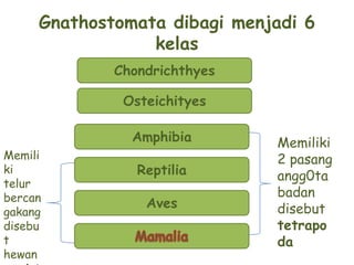 Oto melekat pada endoskeleton untuk bergerak