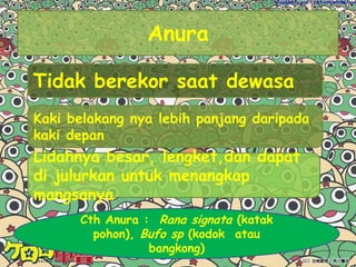 Gonad sepasang pd betina dan jantanHabitat :Sebagian hidup di darat dan sebagian hidup di laut tapi ada juga yang dapat hidupp di keduanya
