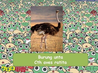 Anura Tidak berekor saat dewasaKaki belakang nya lebih panjang daripada kaki depan Lidahnya besar, lengket,dan dapat di julurkan untuk menangkap mangsanyaCth Anura :  Rana signata (katak pohon), Bufo sp (kodok  atau bangkong)