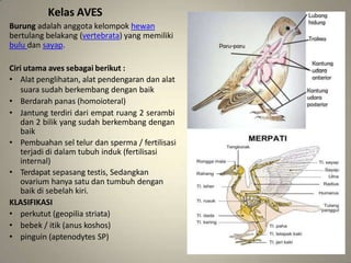 Kelas AVES
Burung adalah anggota kelompok hewan
bertulang belakang (vertebrata) yang memiliki
bulu dan sayap.
Ciri utama aves sebagai berikut :
• Alat penglihatan, alat pendengaran dan alat
suara sudah berkembang dengan baik
• Berdarah panas (homoioteral)
• Jantung terdiri dari empat ruang 2 serambi
dan 2 bilik yang sudah berkembang dengan
baik
• Pembuahan sel telur dan sperma / fertilisasi
terjadi di dalam tubuh induk (fertilisasi
internal)
• Terdapat sepasang testis, Sedangkan
ovarium hanya satu dan tumbuh dengan
baik di sebelah kiri.
KLASIFIKASI
• perkutut (geopilia striata)
• bebek / itik (anus koshos)
• pinguin (aptenodytes SP)
 