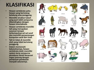KLASIFIKASI
• Hewan vertebrata yaitu
hewan yang bertulang
belakang atau punggung.
• Memiliki struktur tubuh
yang jauh lebih sempurna
dibandingkan dengan
hewan Invertebrata.
• Hewan vertebrata memiliki
tali yang merupakan
susunan tempat
terkumpulnya sel-sel saraf
dan memiliki perpanjangan
kumpulan saraf dari otak.
• Tali ini tidak di memiliki
oleh yang tidak bertulang
punggung.
• Dalam memenuhi
kebutuhannya, hewan
vertebrata telah memiliki
system kerja sempurna
peredaran darah berpusat
organ jantung dengan
pembuluh-pembuluh
menjadi salurannya.
 