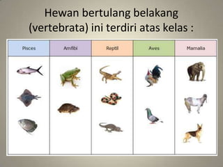 Hewan bertulang belakang
(vertebrata) ini terdiri atas kelas :
 