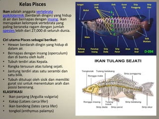 Kelas Pisces
Ikan adalah anggota vertebrata
poikilotermik (berdarah dingin) yang hidup
di air dan bernapas dengan insang. Ikan
merupakan kelompok vertebrata yang
paling beraneka ragam dengan jumlah
spesies lebih dari 27,000 di seluruh dunia.
Ciri utama Pisces sebagai berikut:
• Hewan berdarah dingin yang hidup di
dalam air.
• Bernapas dengan insang (operculum)
dan di bantu oleh kulit .
• Tubuh terdiri atas Kepala.
• Rangka tersusun atas tulang sejati.
• Jantung terdiri atas satu serambi dan
satu bilik.
• Tubuh ditutupi oleh sisik dan memiliki
gurat sisi untuk menentukan arah dan
posisi berenang.
KLASIFIKASI
• Ikan panjang (Arguilia vulgaria)
• Kakap (Lataes carca lifer)
• ikan bandeng (lates carca lifer)
• tongkol (enthymus palamys)
 