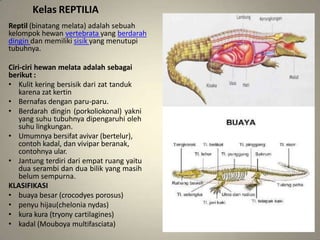 Kelas REPTILIA
Reptil (binatang melata) adalah sebuah
kelompok hewan vertebrata yang berdarah
dingin dan memiliki sisik yang menutupi
tubuhnya.
Ciri-ciri hewan melata adalah sebagai
berikut :
• Kulit kering bersisik dari zat tanduk
karena zat kertin
• Bernafas dengan paru-paru.
• Berdarah dingin (porkoliokonal) yakni
yang suhu tubuhnya dipengaruhi oleh
suhu lingkungan.
• Umumnya bersifat avivar (bertelur),
contoh kadal, dan vivipar beranak,
contohnya ular.
• Jantung terdiri dari empat ruang yaitu
dua serambi dan dua bilik yang masih
belum sempurna.
KLASIFIKASI
• buaya besar (crocodyes porosus)
• penyu hijau(chelonia nydas)
• kura kura (tryony cartilagines)
• kadal (Mouboya multifasciata)
 