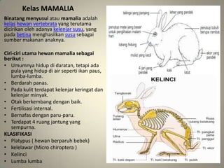 Kelas MAMALIA
Binatang menyusui atau mamalia adalah
kelas hewan vertebrata yang terutama
dicirikan oleh adanya kelenjar susu, yang
pada betina menghasilkan susu sebagai
sumber makanan anaknya.
Ciri-ciri utama hewan mamalia sebagai
berikut :
• Umumnya hidup di daratan, tetapi ada
pula yang hidup di air seperti ikan paus,
lumba-lumba.
• Berdarah panas.
• Pada kulit terdapat kelenjar keringat dan
kelenjar minyak.
• Otak berkembang dengan baik.
• Fertilisasi internal.
• Bernafas dengan paru-paru.
• Terdapat 4 ruang jantung yang
sempurna.
KLASIFIKASI
• Platypus ( hewan berparuh bebek)
• kelelawar (Micro chiroptera )
• Kelinci
• Lumba lumba
 