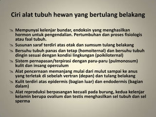 Ciri alat tubuh hewan yang bertulang belakang
 Mempunyai kelenjar bundar, endoksin yang menghasilkan
hormon untuk pengendalian. Pertumbuhan dan proses fisiologis
atau faal tubuh.
 Susunan saraf terdiri atas otak dan sumsum tulang belakang
 Bersuhu tubuh panas dan tetap (homoiternal) dan bersuhu tubuh
dingin sesuai dengan kondisi lingkungan (poikiloternal)
 Sistem pernapasan/terpirasi dengan paru-paru (pulmonosum)
kulit dan insang operculum
 Alat pencernaan memanjang mulai dari mulut sampai ke anus
yang terletak di sebelah vertran (depan) dan tulang belakang
 Kulit terdiri atas epidermis (bagian luar) dan endodermis (bagian
dalam)
 Alat reproduksi berpasangan kecuali pada burung, kedua kelenjar
kelamin berupa ovalium dan testis menghasilkan sel tubuh dan sel
sperma
 