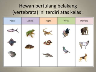 Hewan bertulang belakang
(vertebrata) ini terdiri atas kelas :
 